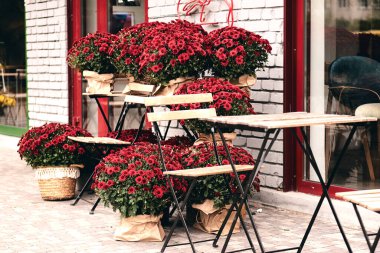 Çiçekçide beyaz, pembe, kırmızı veya sarı kasımpatı bitkileri çiçek açar. Burgundy Chrysanthemums bahçesi ya da açık hava parkı. Sonbahar dekorasyonları.
