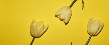 Fotokopi alanı olan bahar çiçeği sarısı arkaplan. Lalelerden yapılmış düz bir çerçeve. Çiçekler, su damlaları, üst manzara, geniş kompozisyon. Kadınlar Günü, anneler günü tebrik kartı.