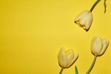 Fotokopi alanı olan bahar çiçeği sarısı arkaplan. Lalelerden yapılmış düz bir çerçeve. Çiçekler, su damlaları, üst manzara, geniş kompozisyon. Kadınlar Günü, anneler günü tebrik kartı.
