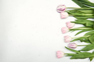 Fotokopi alanı olan bahar çiçekleri. Lalelerden yapılmış düz bir çerçeve. Çiçekler, su damlaları, üst manzara, geniş kompozisyon. Kadınlar Günü, anneler günü tebrik kartı.