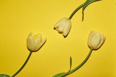 Fotokopi alanı olan bahar çiçeği sarısı arkaplan. Lalelerden yapılmış düz bir çerçeve. Çiçekler, su damlaları, üst manzara, geniş kompozisyon. Kadınlar Günü, anneler günü tebrik kartı.