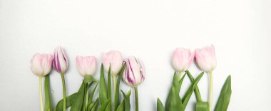 Fotokopi alanı olan bahar çiçekleri. Lalelerden yapılmış düz bir çerçeve. Çiçekler, su damlaları, üst manzara, geniş kompozisyon. Kadınlar Günü, anneler günü tebrik kartı.