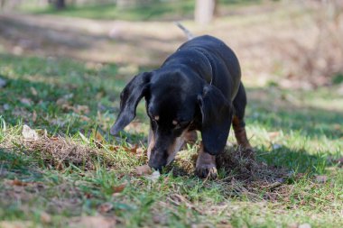 Mutlu siyah-kahverengi dachshund portresi. Dachshund cinsi, sosisli sandviç, Dachshund yürüyüşü. Yaz arkaplanındaki köpek.