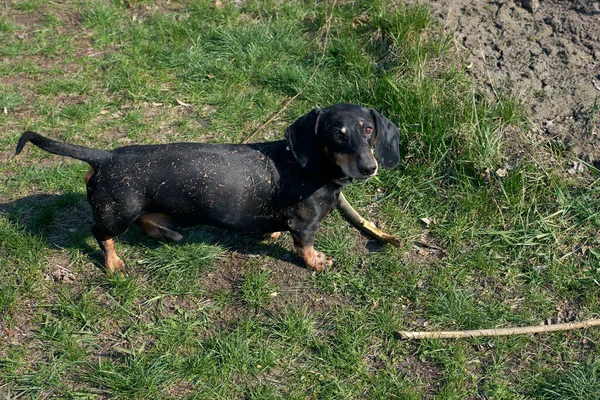 Glücklicher Schwarz Brauner Drecksdackel Dackelrassen Wursthunde Dackel Beim Gassigehen Hund — Stockfoto