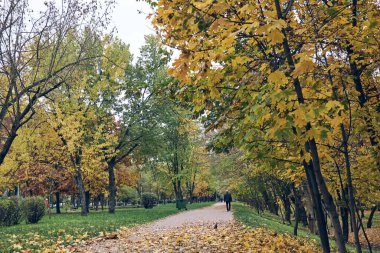 Sonbahar ormanında bir yürüyüş. Kuru sarı, kırmızı yaprakları ve renkli ağaçları olan güzel bir park..