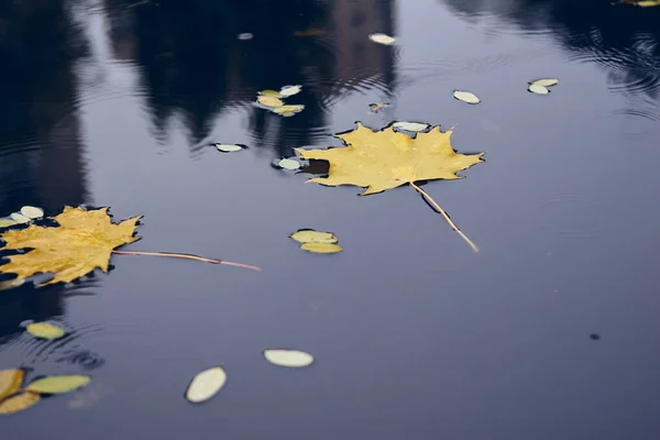 Herbstsaisonkonzept Gelbe Ahornblätter Pfützen Herbstlicher Kalter Regentag Lebendige Farbe Der — Stockfoto