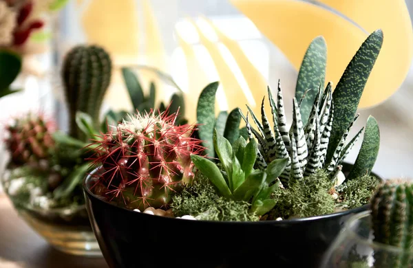 Vase Décoratif Céramique Bel Arrangement Floral Plantes Succulentes Cactus Pot — Photo