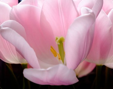 Koyu arkaplanda pembe ince laleler