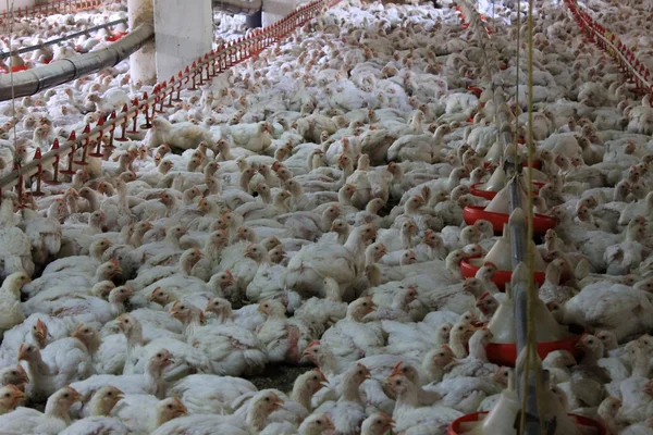 Chickens at the poultry farm, industrial cultivation of a bird
