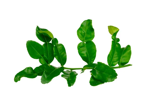 Bunch Green Kaffir Lime Leaves Plant Know Makrut Vegetable Thai — Stock Photo, Image