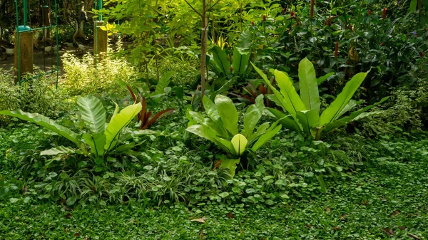 Tropical garden of Bird\'s nest fern decorated under greenery trees