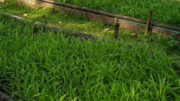 Joven Mañana Gloria Planta Hojas Verdes Agua Espinacas Hortalizas Plantación — Foto de Stock