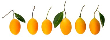 Yeşil yapraklı sarı olgun erik meyvesi ya da Mayongchid bitkisi olarak bilinen Marian eriği ve Tayland adı altında Maprang, beyaz arka planda ve kırpma yolunda izole edilmiş.