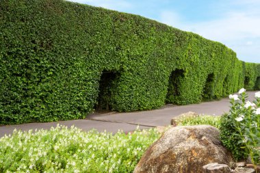 Toprak bahçe tasarımı, asfalt yoldaki yeşil yaprak bitkisi çalı şeklinde yuvarlak çalı ve yeşil çimlerin üzerinde beyaz taş bahçeli bahçe düzenlemesi.