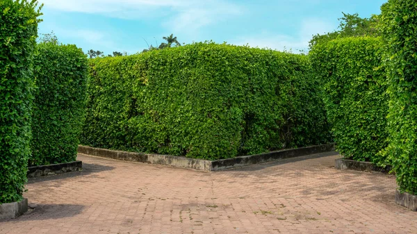 Maze garden design, green leaf wall plant on concrete walkway in gardens with hedge round shape of bush and white stone on green grass lawn in a good care landscaped