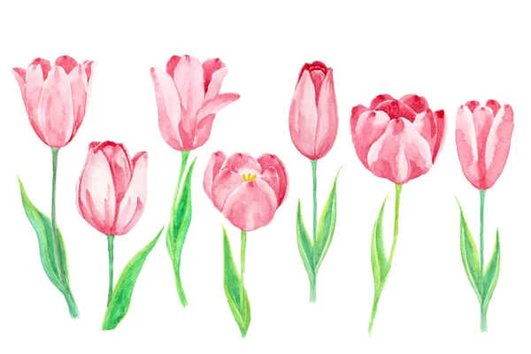 Rosa Tulpenblume Pflanze Und Grünes Blatt Illustration Aquarell Zeichnung Objekte — Stockfoto