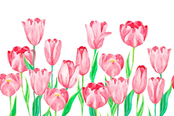 粉色郁金香花和绿叶 水彩画插图 白色背景和剪枝路径分隔的物体 — 图库照片#