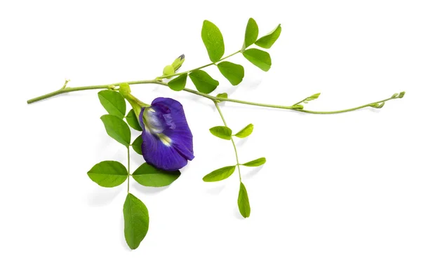 Blue Butterfly Pea Young Green Leaf Known Bluebell Vine Asian — Stock Photo, Image