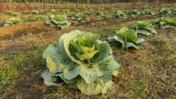 Green Leaf White Cabbage Plant Green Vegetable Plantation Field — Stock Photo, Image