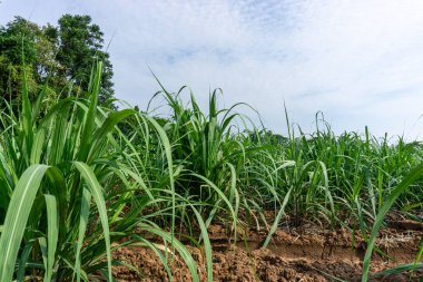 Yeşil yaprak tarlası. Tarımda şeker kamışı. Mavi gökyüzünün altında tarım arazisi. 