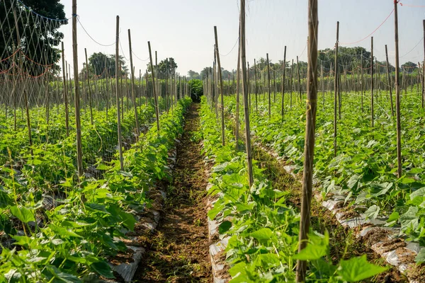 Fält Gurka Gröna Blad Grönsak Plantage Gård Mark — Stockfoto