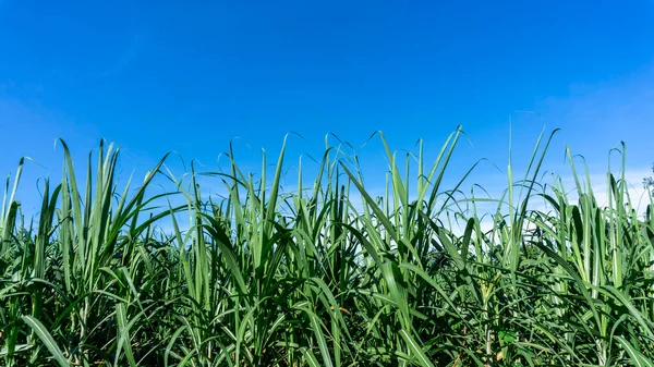 Fresh green linear leaf of Sugarcane in agriculture planting field under vivid blue sky