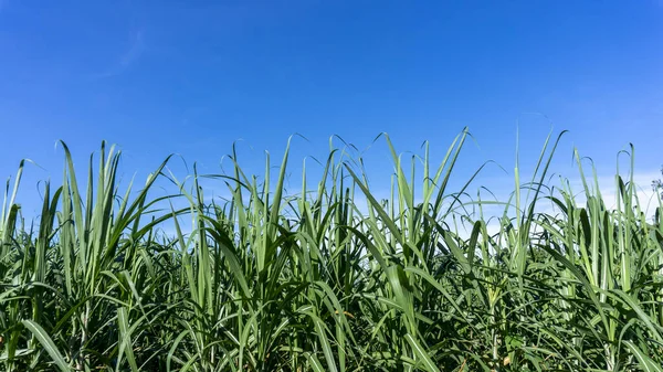 Folha Linear Verde Fresca Cana Açúcar Campo Plantio Agrícola Sob — Fotografia de Stock