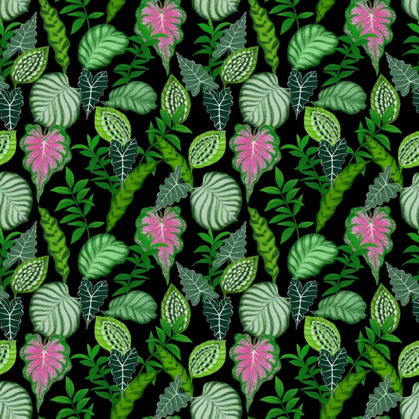 Иллюстрация Росписи Листьев Тропических Растений Зеленой Калатеи Экзотического Рисунка Листьев — стоковое фото