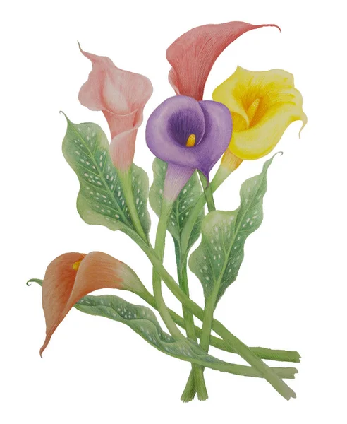 Bouquet Der Calla Blüte Illustration Aquarellmalerei Rosa Gelbe Und Violette — Stockfoto