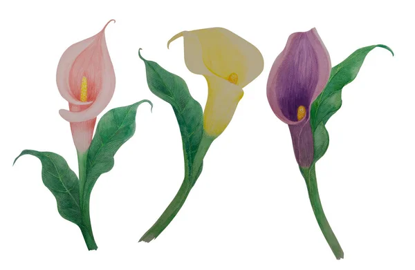 Sträuße Von Calla Blüten Illustration Aquarellmalerei Rosa Gelbe Und Violette — Stockfoto