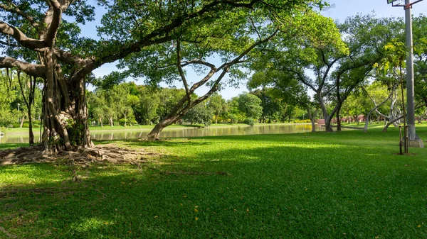 Herbe Verte Pelouse Jardin Bord Lac Décorer Verdure Ficus Arbres — Photo