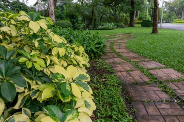 Arka bahçede ve ön bahçede üç renkli ahtapot yaprağı ağacı ve çiçek bitkisi. Bir pubblic parkında dikkatlice döşenmiş beton kaldırım yolu rastgele desenli.