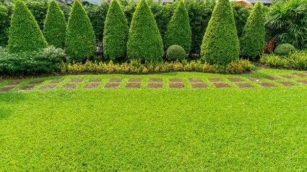 Pelouse Verte Dans Jardin Avec Motif Aléatoire Trottoir Béton Plante — Photo