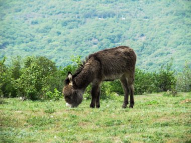 Eşek eşek küçük