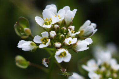 Viola bahar çiçekleri