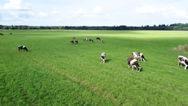 Létání přes zelené pole s pasoucími se krávami. Letecký pohled Videoklip