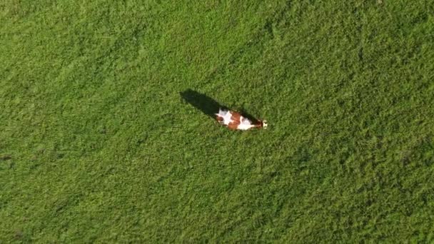 Letecký pohled shora dolů na krávu Stock Záběr