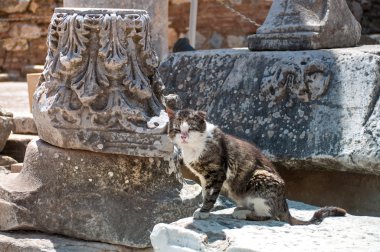 Ephesus (Antik Yunan şehir)