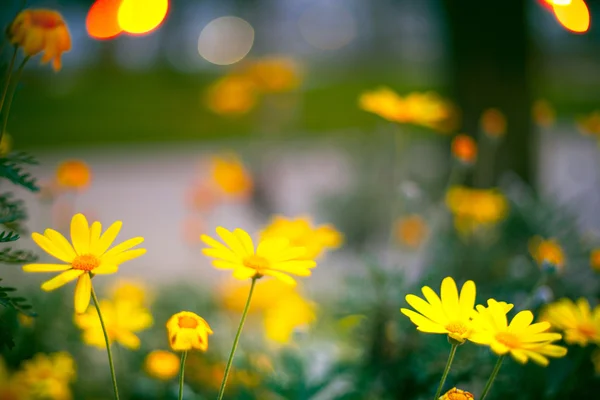 Yellow flowers — Stock Photo, Image