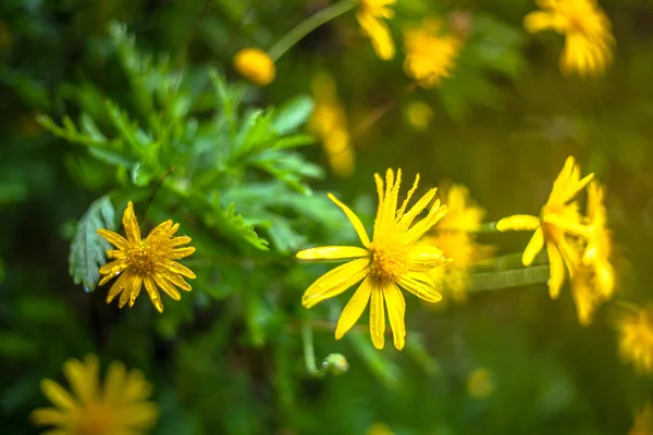 Yellow flowers — Stock Photo, Image