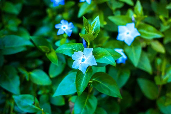 Blue flowers — Stock Photo, Image