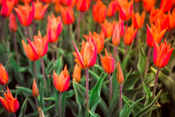 Flowers — Stock Photo, Image