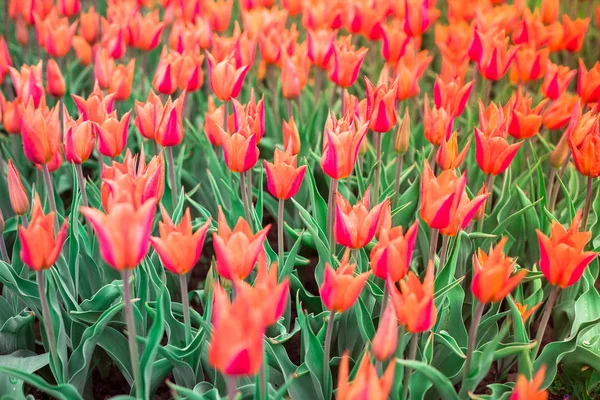 Flowers — Stock Photo, Image