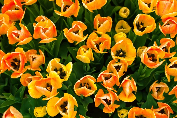 Blommor — Stockfoto