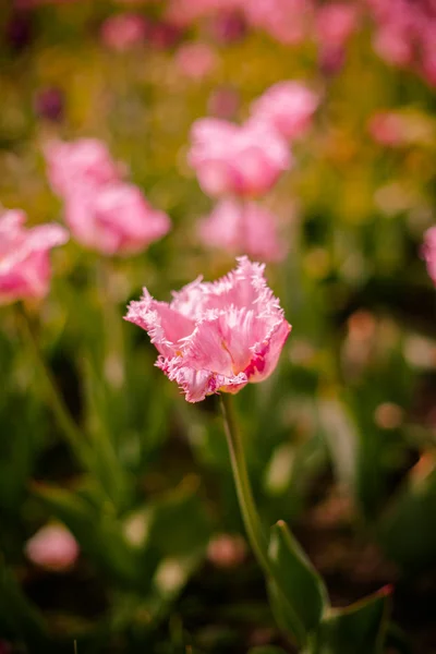 Flowers — Stock Photo, Image