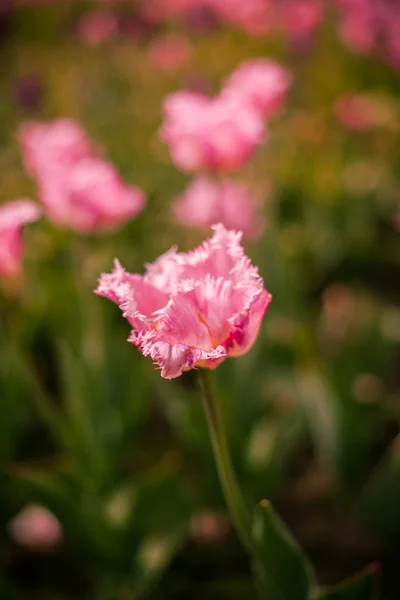 Blumen — Stockfoto