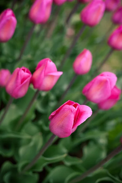 Flowers — Stock Photo, Image