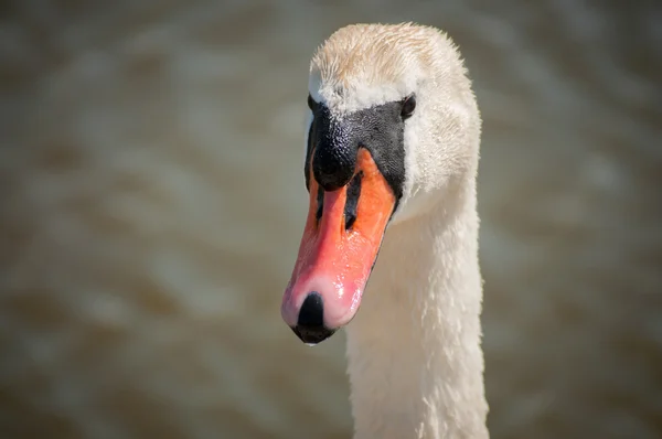 Swan — Stock Photo, Image