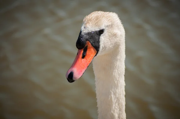 白鳥 — ストック写真