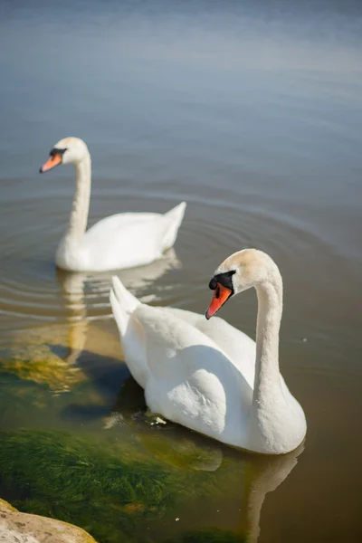 Swans — Stock Photo, Image